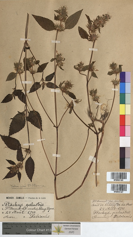 Stachys palustris (Lamiaceae)