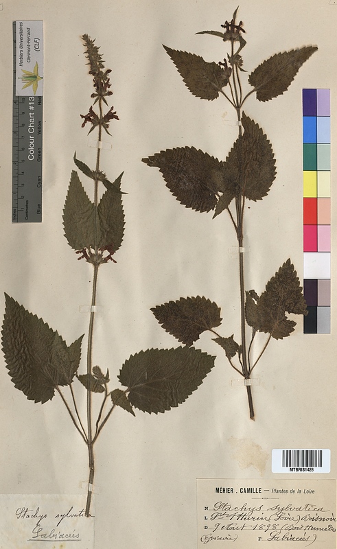 Stachys sylvatica (Lamiaceae)
