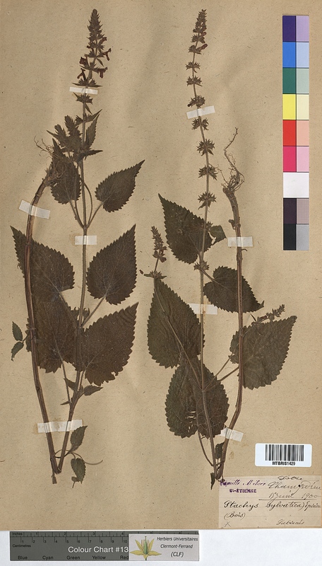Stachys sylvatica (Lamiaceae)