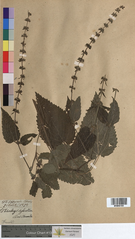 Stachys sylvatica (Lamiaceae)