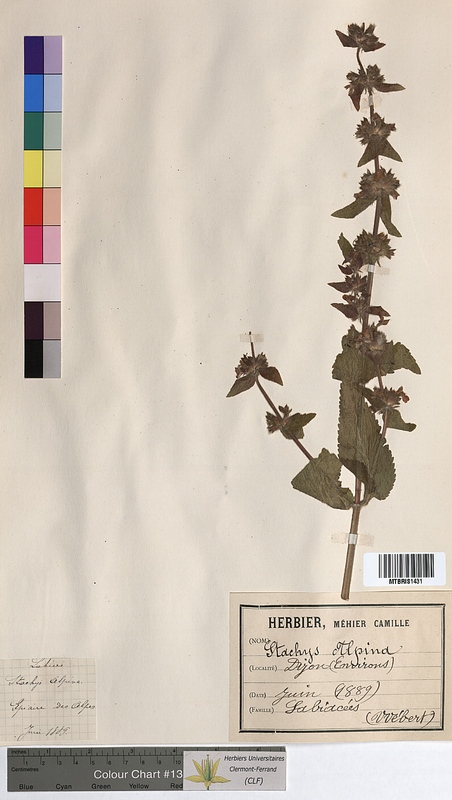 Stachys alpina (Lamiaceae)
