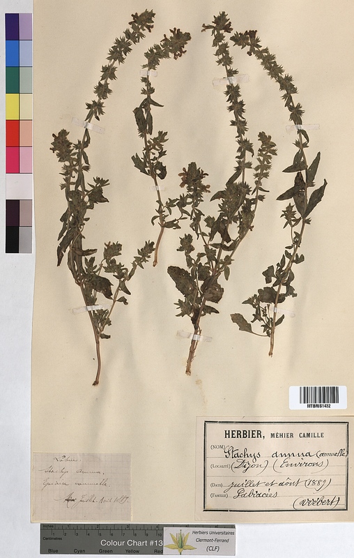 Stachys annua (Lamiaceae)