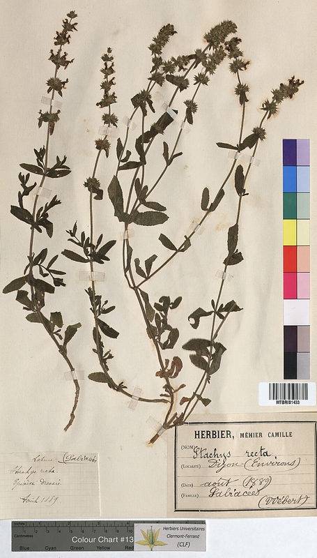 Stachys recta (Lamiaceae)