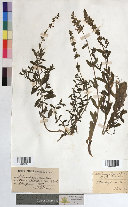 Stachys recta (Lamiaceae)