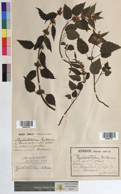 Galeobdolon luteum (Lamiaceae)