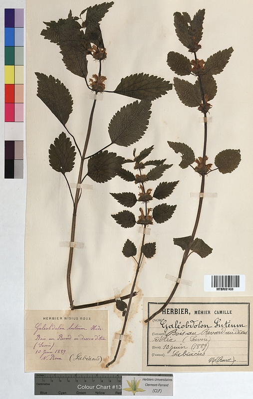 Galeobdolon luteum (Lamiaceae)