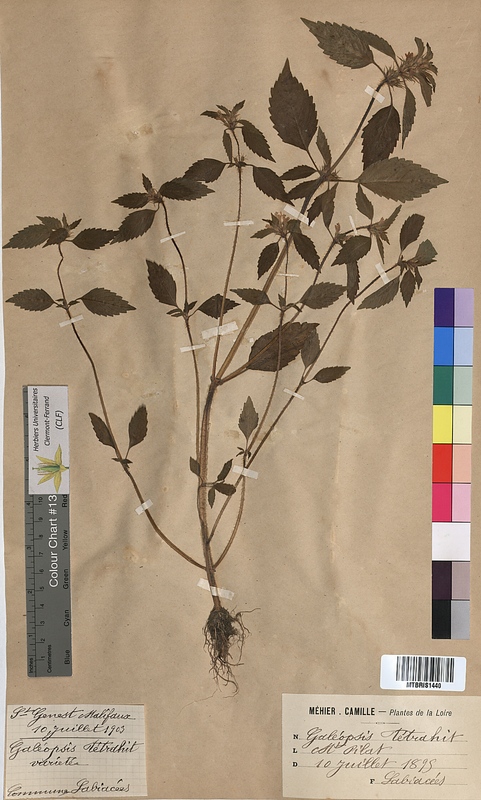 Galeopsis tetrahit (Lamiaceae)
