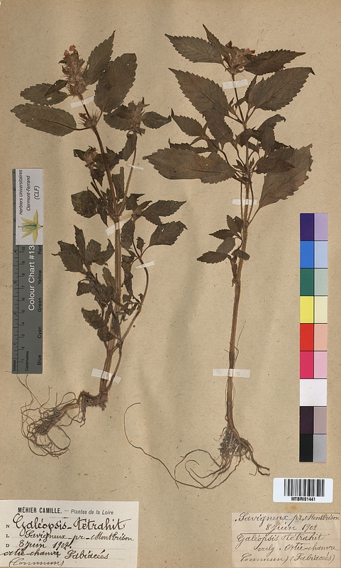 Galeopsis tetrahit (Lamiaceae)