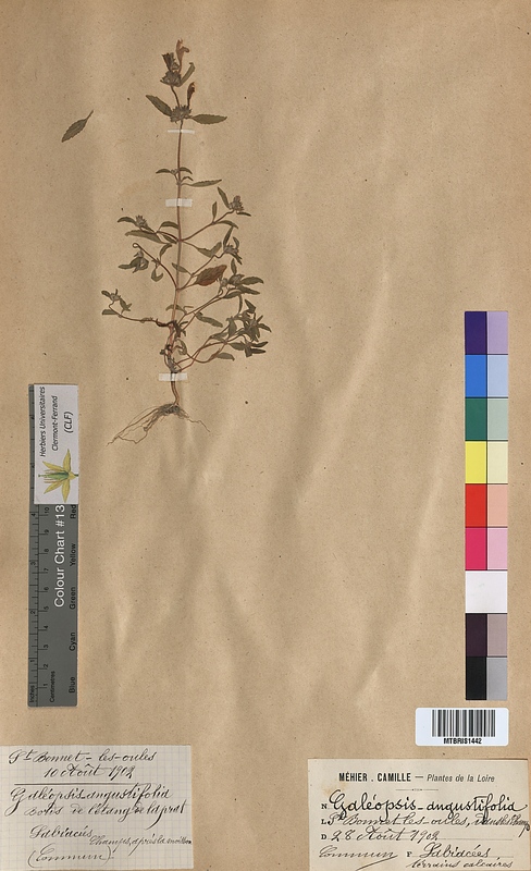 Galeopsis angustifolia (Lamiaceae)