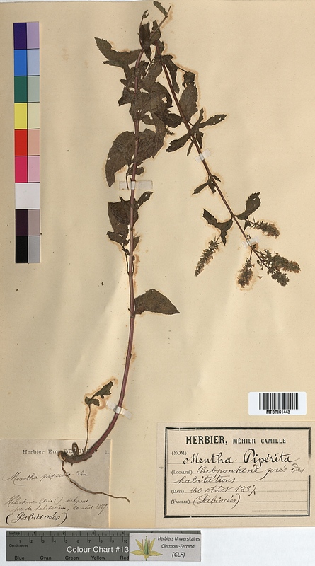 Mentha x piperita (Lamiaceae)