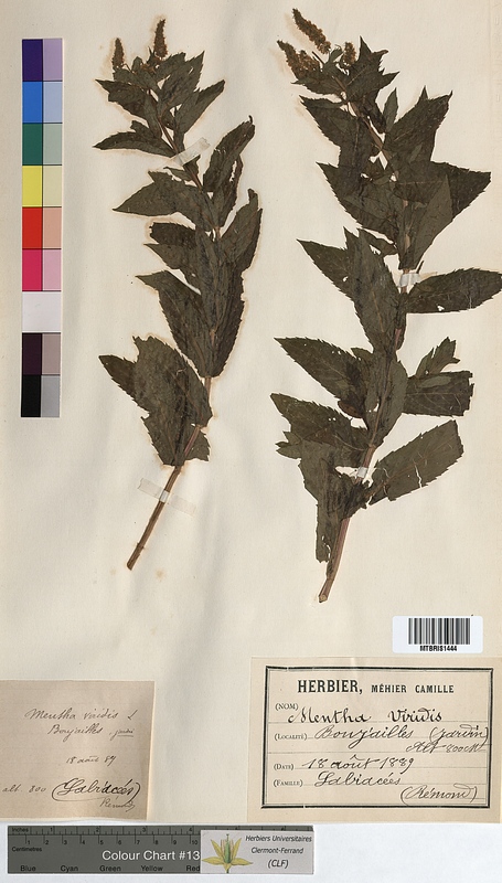 Mentha viridis (Lamiaceae)