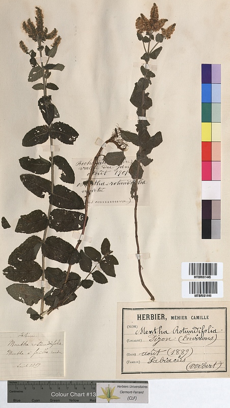 Mentha rotundifolia (Lamiaceae)
