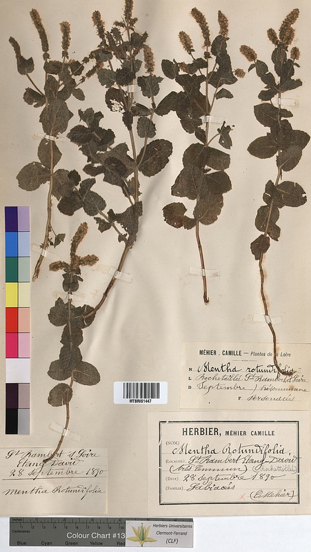 Mentha rotundifolia (Lamiaceae)