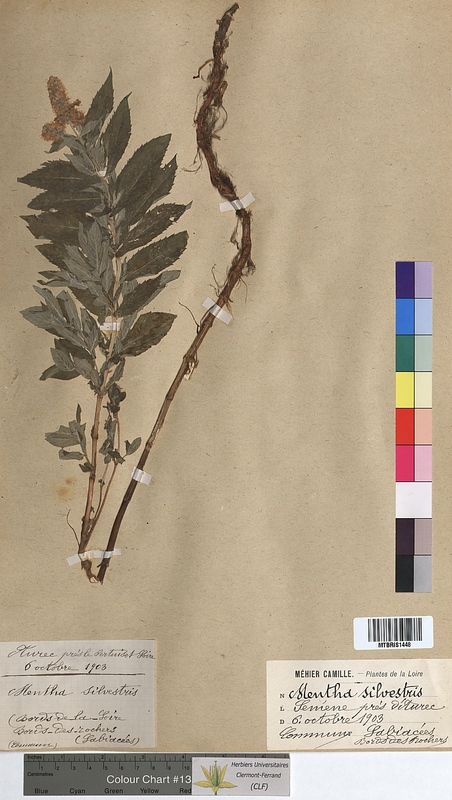 Mentha sylvestris (Lamiaceae)