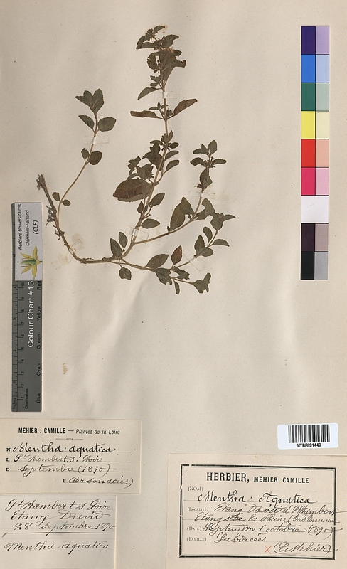Mentha aquatica (Lamiaceae)