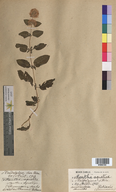 Mentha aquatica (Lamiaceae)