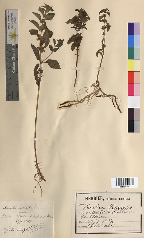 Mentha arvensis (Lamiaceae)