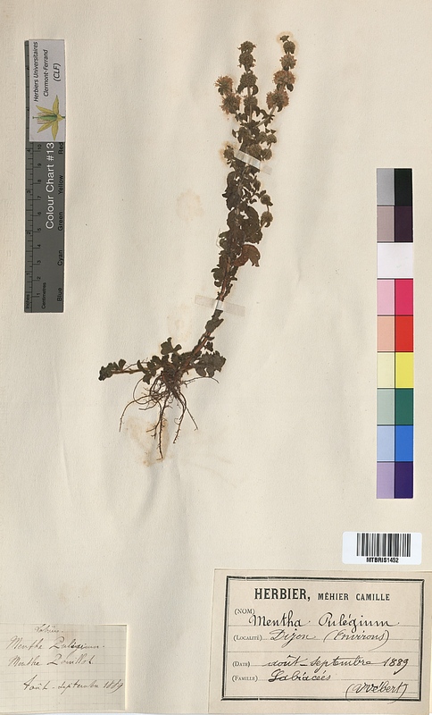 Mentha pulegium (Lamiaceae)