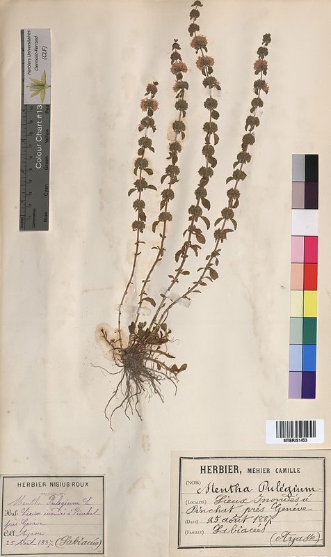 Mentha pulegium (Lamiaceae)