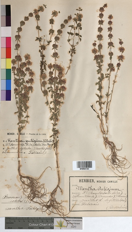 Mentha pulegium (Lamiaceae)