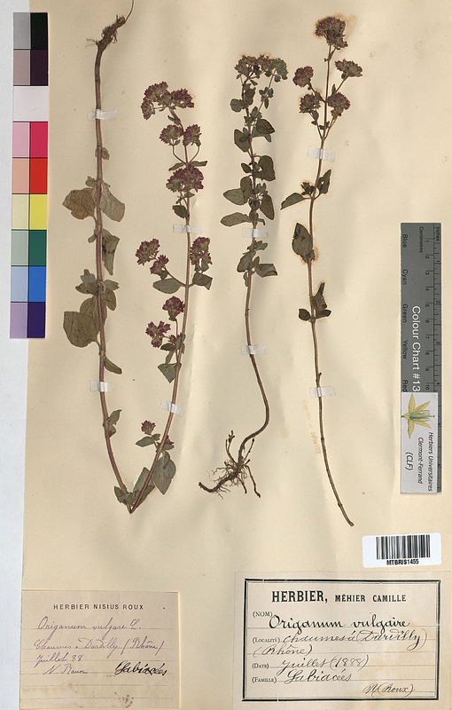 Origanum vulgare (Lamiaceae)