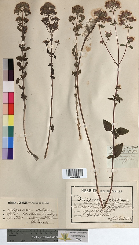 Origanum vulgare (Lamiaceae)