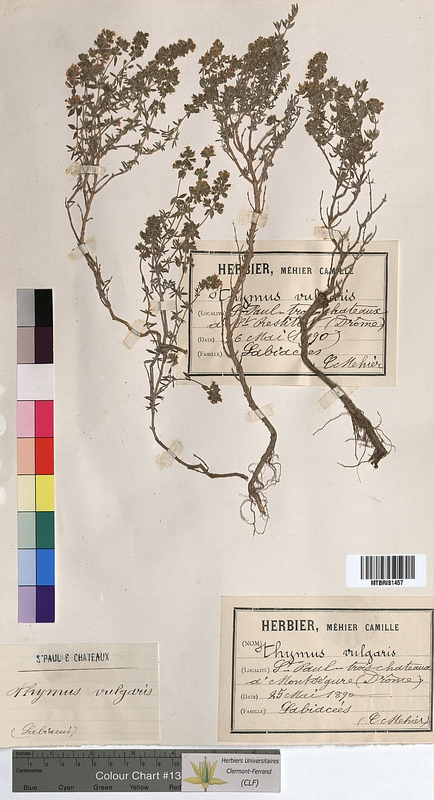 Thymus vulgaris (Lamiaceae)