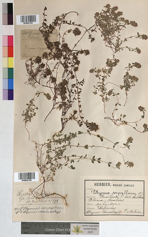 Thymus serpyllum (Lamiaceae)