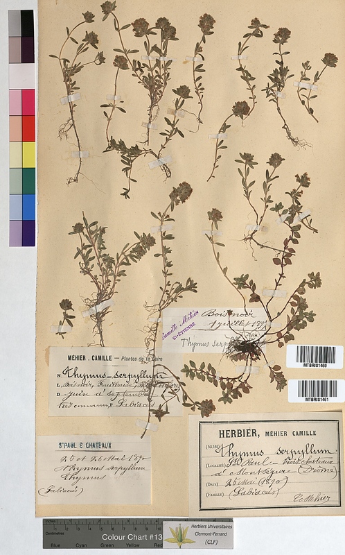 Thymus serpyllum (Lamiaceae)