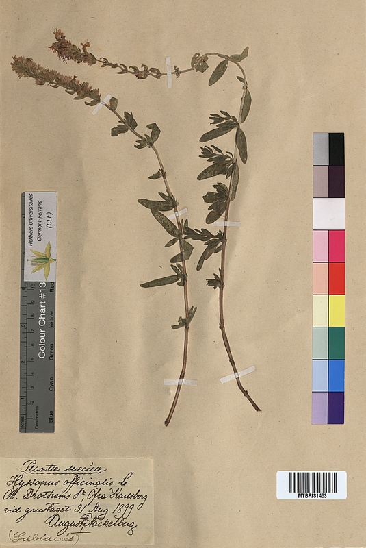 Hyssopus officinalis (Lamiaceae)