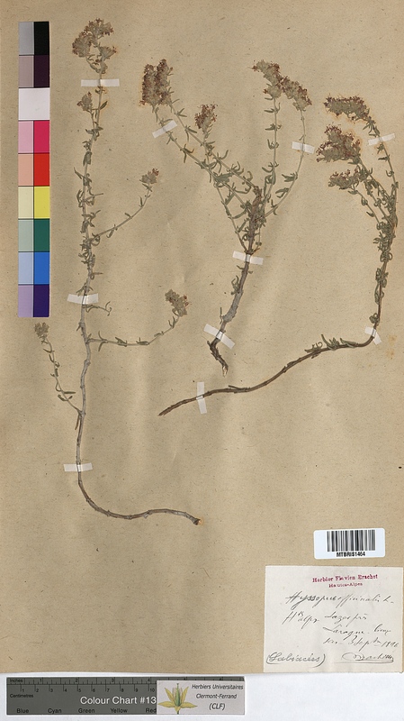 Hyssopus officinalis (Lamiaceae)