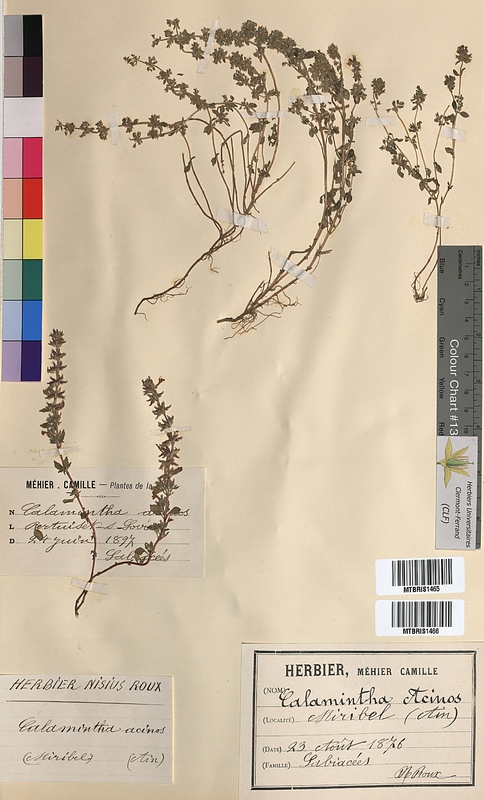 Calamintha acinos (Lamiaceae)