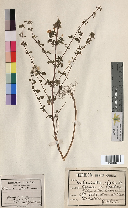 Calamintha officinalis (Lamiaceae)