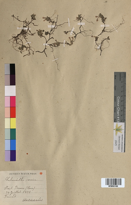 Calamintha corsica (Lamiaceae)