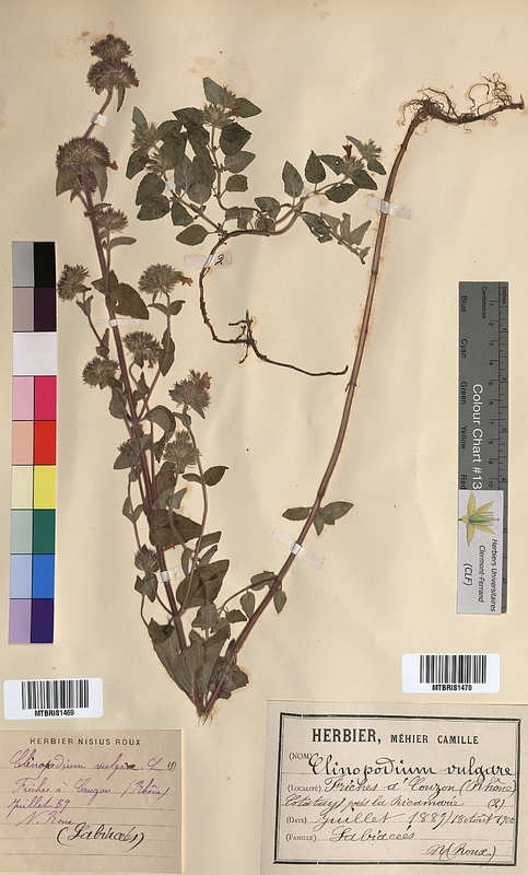 Clinopodium vulgare (Lamiaceae)