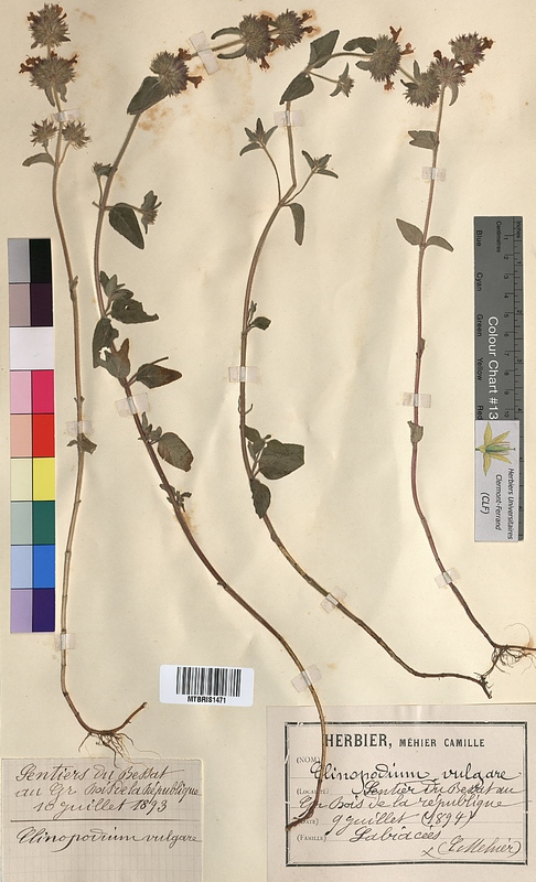 Clinopodium vulgare (Lamiaceae)
