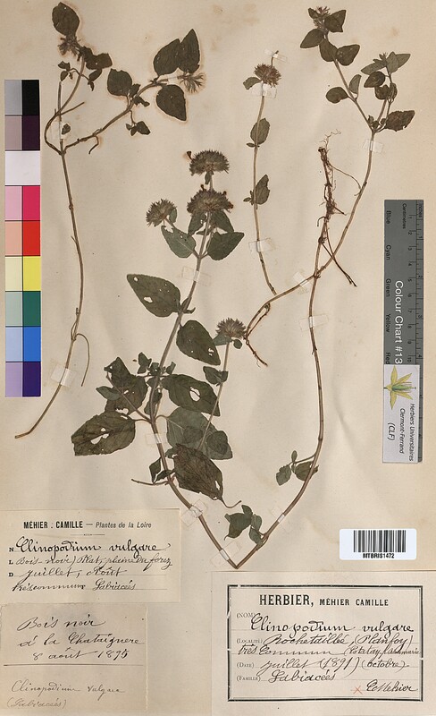 Clinopodium vulgare (Lamiaceae)