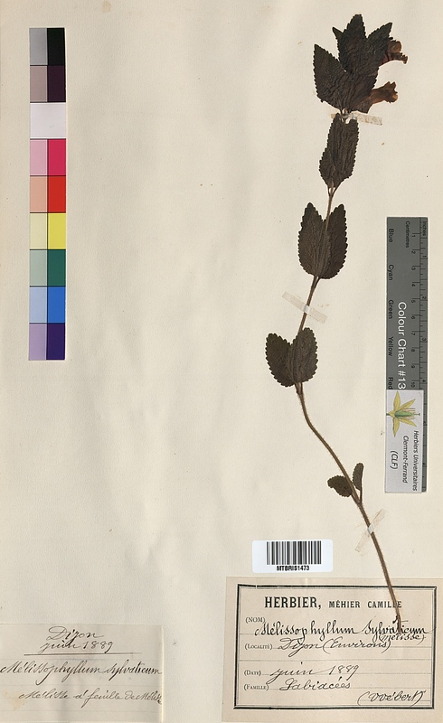 Melissophyllum silvaticum (Lamiaceae)
