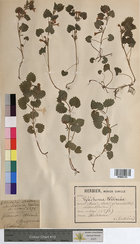 Glechoma hederacea (Lamiaceae)