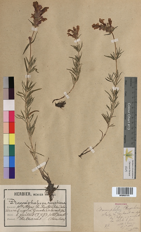 Dracocephalum ruyschiana (Lamiaceae)