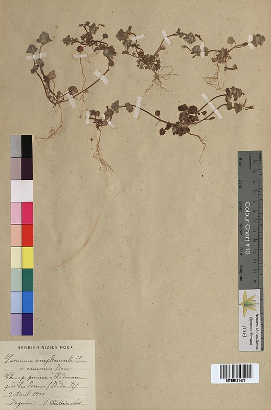 Lamium amplexicaule (Lamiaceae)