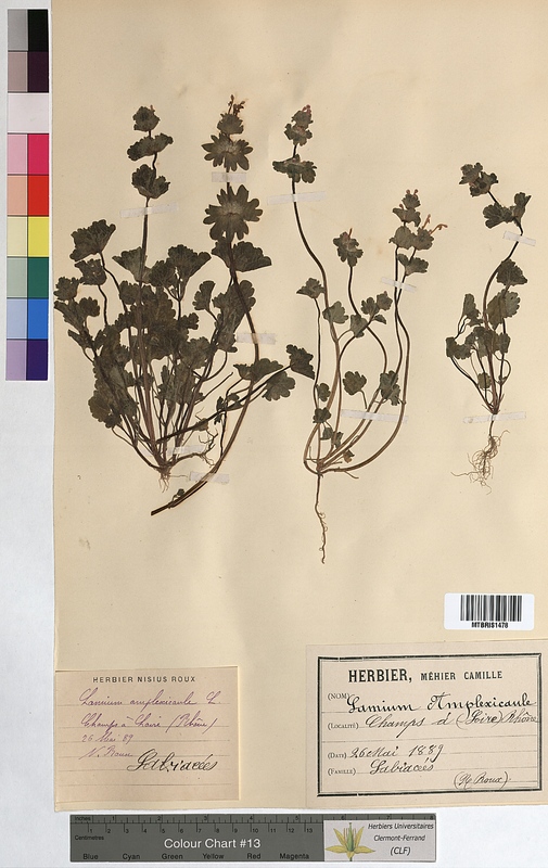 Lamium amplexicaule (Lamiaceae)