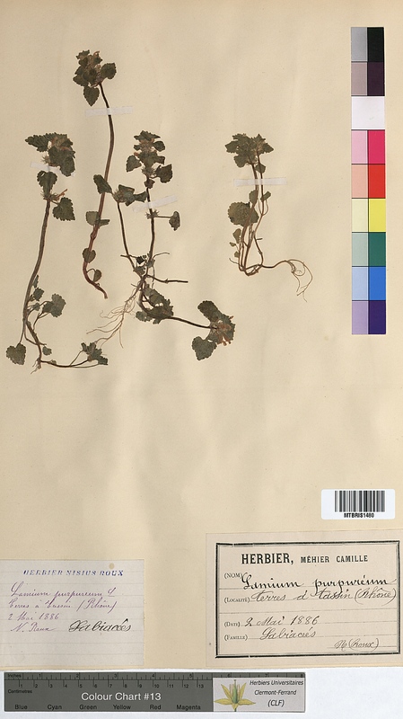 Lamium purpureum (Lamiaceae)