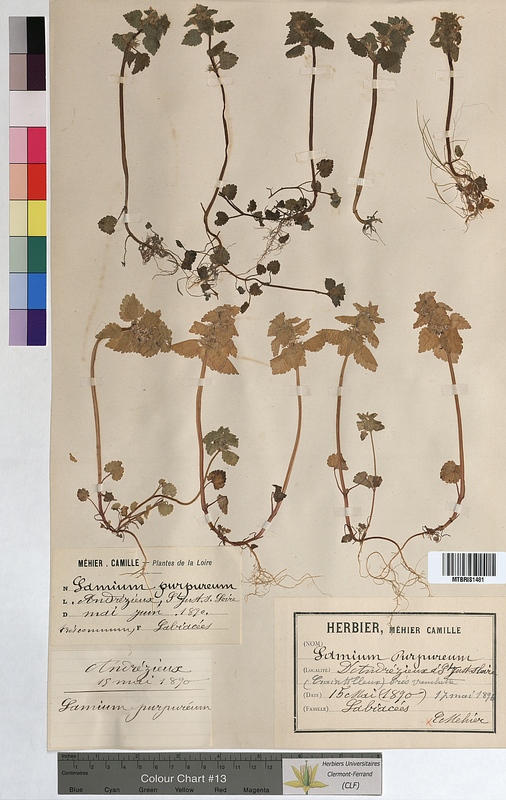 Lamium purpureum (Lamiaceae)