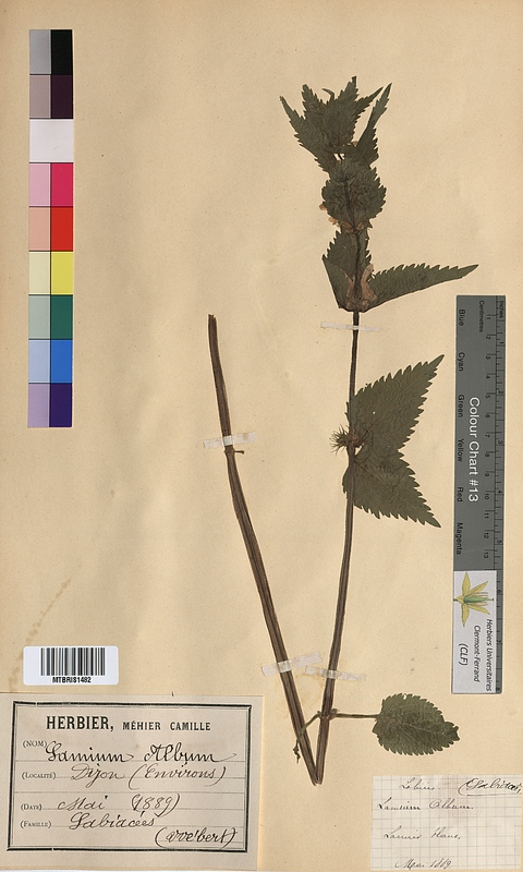 Lamium album (Lamiaceae)