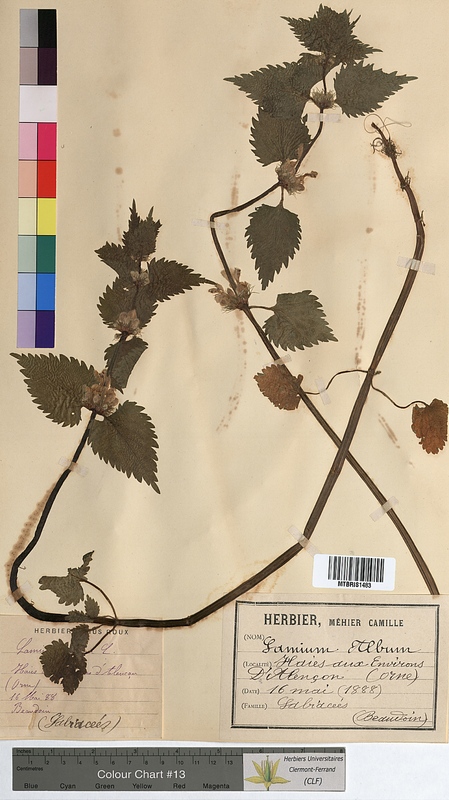 Lamium album (Lamiaceae)