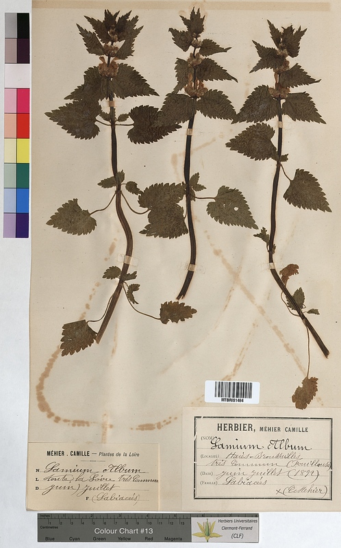 Lamium album (Lamiaceae)
