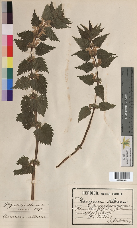 Lamium album (Lamiaceae)