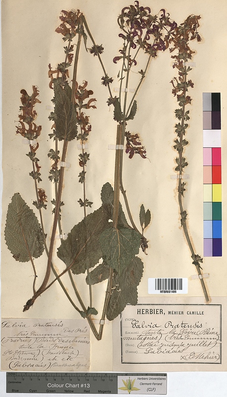 Salvia pratensis (Lamiaceae)