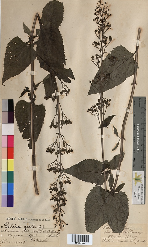 Salvia pratensis (Lamiaceae)